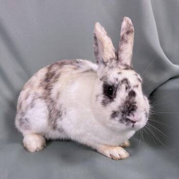 Sir Rosalee -  Harlequin Rabbit for Adoption in Columbia, Maryland - Sir Rosalee | PetCurious