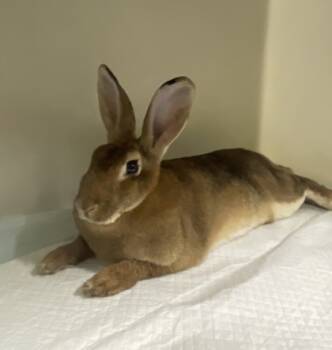 Rescue Rex Rabbits for Adoption in Burlington, Wisconsin - Cinna-bun | PetCurious
