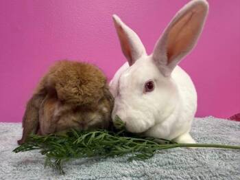 Rescue Rex Rabbits for Adoption in Saint Charles, Missouri - Bread And Butter | PetCurious