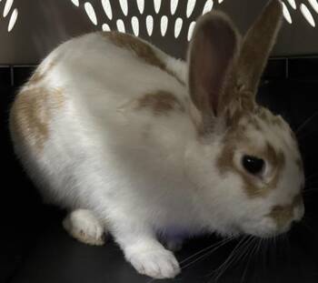 YUMI -  Bunny Rabbit Rabbit for Adoption in Camarillo, California - YUMI | PetCurious