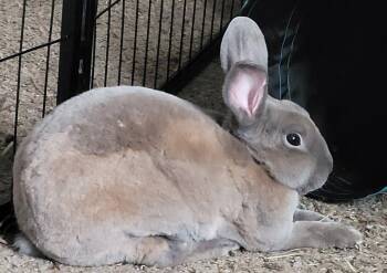 Rescue Mini Rex Rabbits for Adoption in Chehalis, Washington - Oberyn | PetCurious