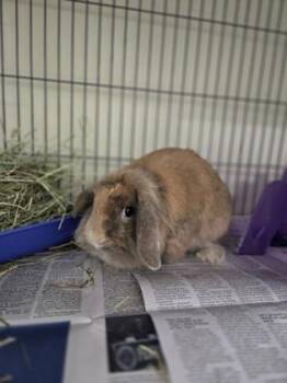 Lionhead and Bunny Rabbit Rabbits Available for Adoption - Caramel | PetCurious