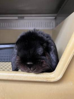 Holland Lop Rabbits Available for Adoption - Bidi | PetCurious