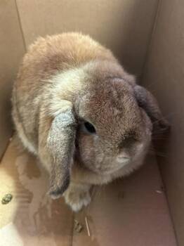 Holland Lop Rabbits Available for Adoption in Plano, Texas - Cappy A216808 | PetCurious