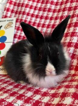 Rescue Dutch Rabbits for Adoption in Livermore, California - Twister | PetCurious