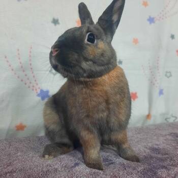 Rescue Bunny Rabbit Rabbits for Adoption in Montclair, California - Brownie | PetCurious