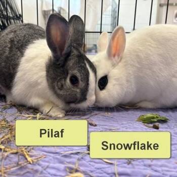 Bunny Rabbit Rabbits Available for Adoption in Wheaton, Illinois - Snowflake | PetCurious