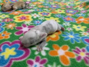 Cali -  Harlequin Rabbit for Adoption in Santa Cruz, California - Cali | PetCurious