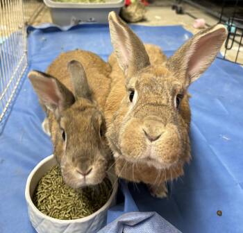 Eren & Juvia -  New Zealand Rabbit for Adoption in Paramus, New Jersey - Eren & Juvia | PetCurious