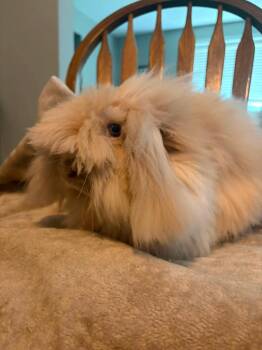 Rosie -  Lionhead Rabbit for Adoption in Duluth, Minnesota - Rosie | PetCurious