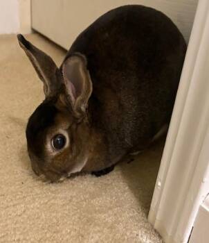 Rescue Mini Rex Rabbits for Adoption in Manchester, Connecticut - Sully | PetCurious