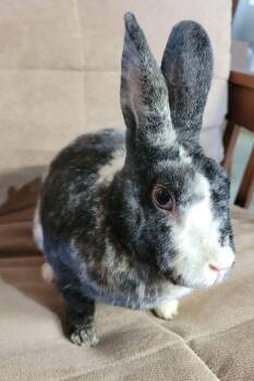 Hibachi -  Rex Rabbit for Adoption in Saint Charles, Missouri - Hibachi | PetCurious