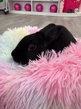 Uno -  New Zealand Rabbit for Adoption in Saint Charles, Missouri - Uno | PetCurious