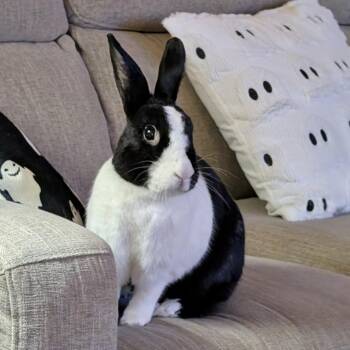 Rescue Dutch Rabbits for Adoption in Columbia, Maryland - Soleil (Bonded To Star) | PetCurious