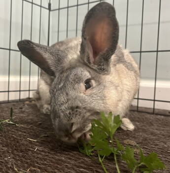 Rescue Chinchilla Rabbits for Adoption in Great Neck Plaza, New York - Hawthorn | PetCurious