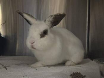 ROBBIE -  Hotot Rabbit for Adoption in Martinez, California - ROBBIE | PetCurious