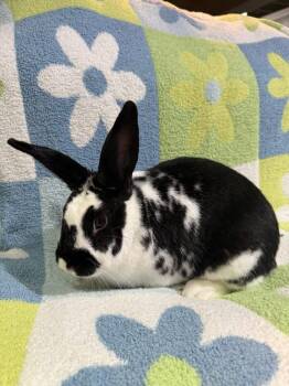 Rescue New Zealand Rabbits for Adoption in Saint Charles, Missouri - Bingus | PetCurious