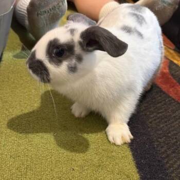 Electron -  Bunny Rabbit Rabbit for Adoption in Gansevoort, New York - Electron | PetCurious