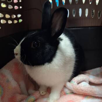 Fabricating Fran -  Dutch and Mini Lop Rabbit for Adoption in York, Pennsylvania - Fabricating Fran | PetCurious