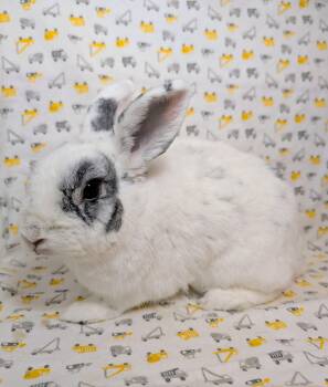 Bunny Rabbit Rabbits Available for Adoption - Freddy | PetCurious