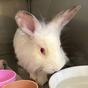 Lionhead Rabbits Available for Adoption in Richmond, California - Dr. Trinity Santos | PetCurious