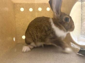 VANESSA -  Bunny Rabbit Rabbit for Adoption in Tustin, California - VANESSA | PetCurious
