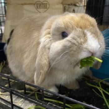 Oberon -  Holland Lop Rabbit for Adoption in Kalamazoo, Michigan - Oberon | PetCurious