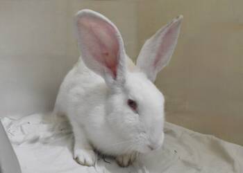Rescue New Zealand Rabbits for Adoption in Westford, Massachusetts - Gubby | PetCurious