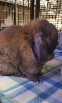 Roxy -  Lop Eared Rabbit for Adoption - Roxy | PetCurious