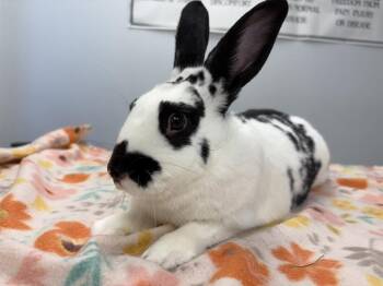 Hugh -  English Spot and New Zealand Rabbit for Adoption in Westford, Massachusetts - Hugh | PetCurious