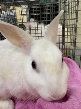 MUFFIN -  Bunny Rabbit Rabbit for Adoption in Fort Myers, Florida - MUFFIN | PetCurious