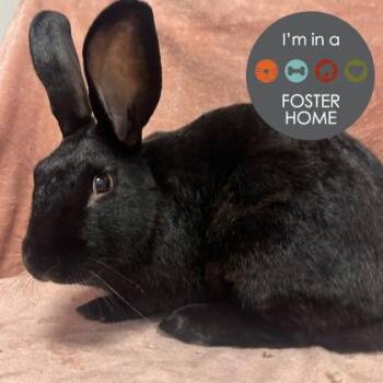 Rescue New Zealand Rabbits for Adoption in Janesville, Wisconsin - Thumper | PetCurious