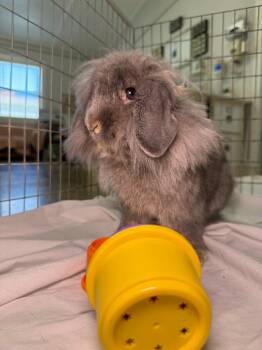 Tempeh -  American Rabbit for Adoption in Pflugerville, Texas - Tempeh | PetCurious