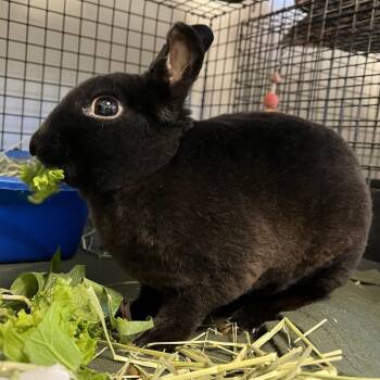 Lucky Fin -  Mini Rex Rabbit for Adoption in York, Pennsylvania - Lucky Fin | PetCurious