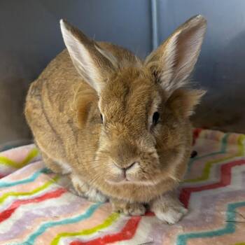 Zeke -  Lionhead Rabbit for Adoption in Richmond, California - Zeke | PetCurious