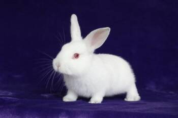 Himalayan Rabbits Available for Adoption in Santa Cruz, California - Lily (Kit) | PetCurious
