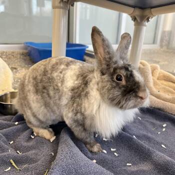Peppercorn -  American Rabbit for Adoption in Fairport, New York - Peppercorn | PetCurious