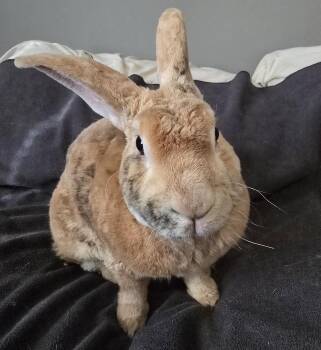 Matthew -  Rex Rabbit for Adoption in Knoxville, Tennessee - Matthew | PetCurious