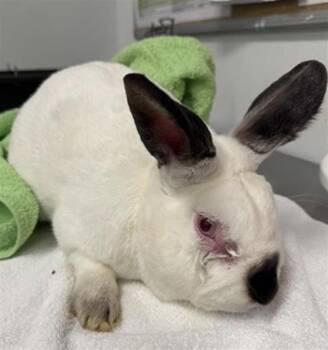 Bunny Rabbit Rabbits Available for Adoption - A878872 | PetCurious