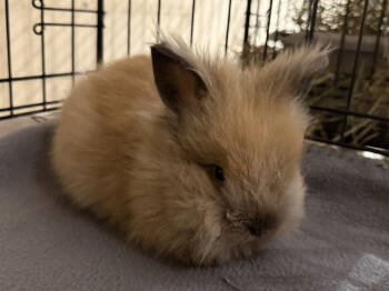 Rescue Lionhead Rabbits for Adoption in Marshfield, Wisconsin - Ory | PetCurious