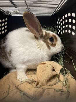 Rescue Bunny Rabbit Rabbits for Adoption in Knoxville, Tennessee - Bugs | PetCurious