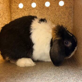 Otis -  Holland Lop Rabbit for Adoption in Reno, Nevada - Otis | PetCurious