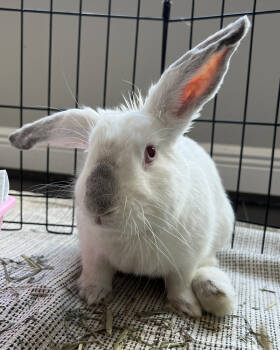 Rescue Californian Rabbits for Adoption in Houston, Texas - Hank | PetCurious