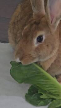 Sausage Gravy -  New Zealand Rabbit for Adoption in Saint Charles, Missouri - Sausage Gravy | PetCurious
