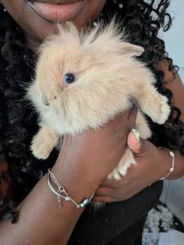 Corduroy -  Lionhead and Holland Lop Rabbit for Adoption in Raleigh, North Carolina - Corduroy | PetCurious