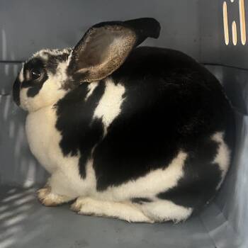 72449 -  Mini Rex Rabbit for Adoption in Harrisonburg, Virginia - 72449 | PetCurious