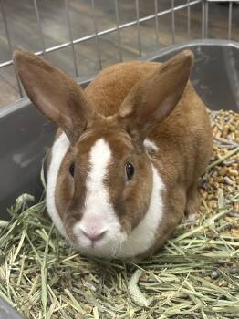 Rescue Dutch Rabbits for Adoption in Riverside, California - Brioche | PetCurious