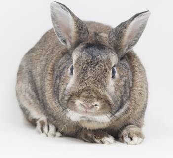 Petey is practically purrfect - POSSIBLE THERAPY BUNNY - loves g -  Chinchilla Rabbit for Adoption in Bedford Hills, New York - Petey Is Practically Purrfect - POSSIBLE THERAPY BUNNY - Loves G | PetCurious