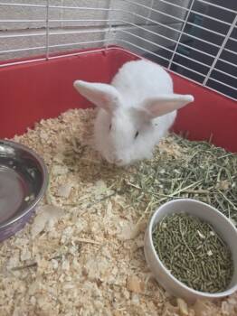 Celery -  Bunny Rabbit Rabbit for Adoption in Mississauga, Ontario - Celery | PetCurious