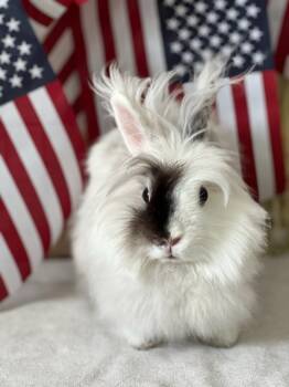 Rescue Lionhead Rabbits for Adoption in Wekiwa Springs, Florida - Whimsy | PetCurious